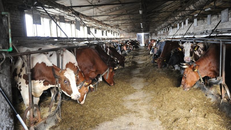 Ilgstošas tiesvedības un valsts neizdarības dēļ lauksaimnieki nevar izmantot zemi