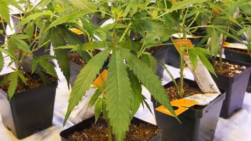 Lielbritānijā legalizēta medicīniskā marihuāna
