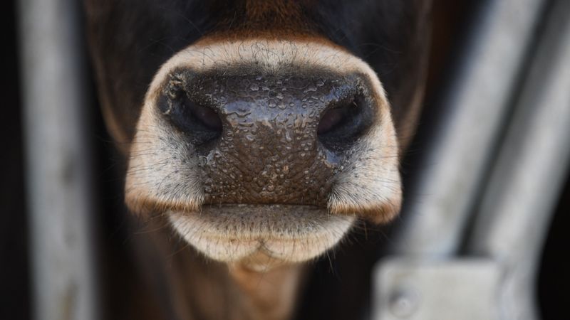 Zaļais kurss skarbi spiedīs uz liellopu gaļas tirgu