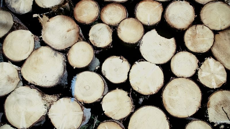 Koksnes tirgū vērojams cenu kritums līdz pat 23% skujkoku apaļkoksnei