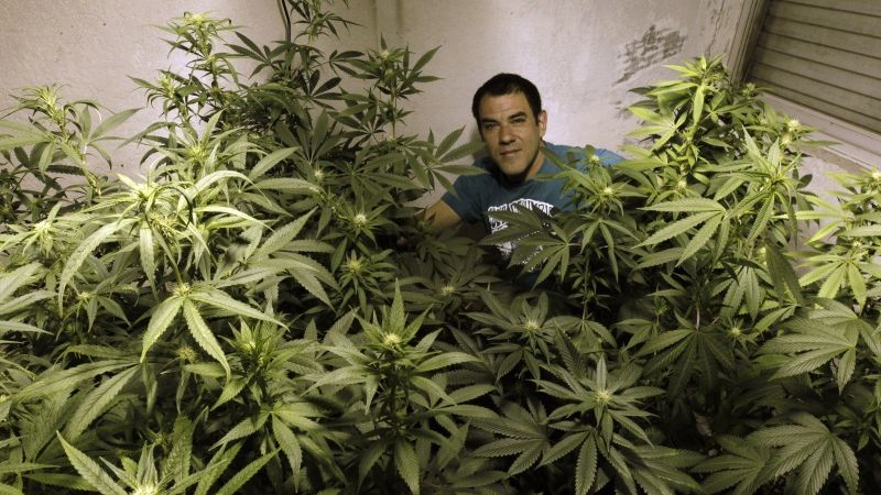 Papildināta ar foto - Urugvaja kļūst par pirmo valsti, kas legalizē marihuānu