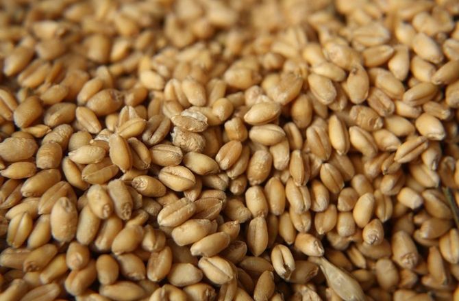 Krievijas graudu tranzīts caur Latviju augustā pieaudzis par 56%