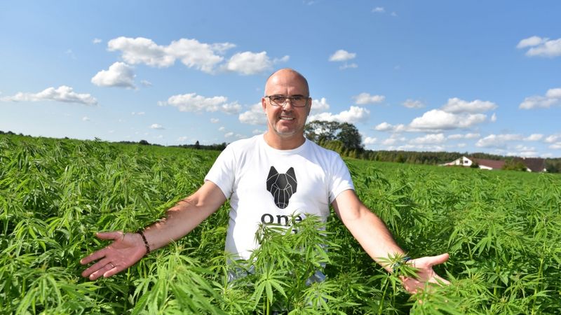 Kaņepju renesanse un reabilitācija