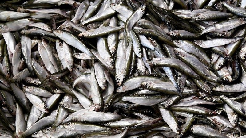Liepājas zivju konservu rūpnīcas teritorijā turpmāk saimniekos uzņēmums Syfud