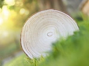 Kokrūpnieki: LVM līgumcenu pielāgošana stabilizēja nozari kritiskā brīdī