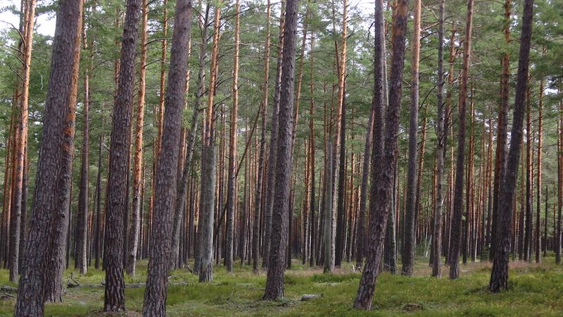 Latvijas valsts meži ieņēmumi pieauguši par 22%