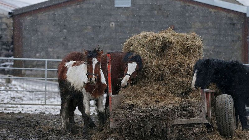 Papildināta - Arī Latvijā varētu meklēt zirgu gaļu; līdz šim zirga gaļas precedenti nav bijuši
