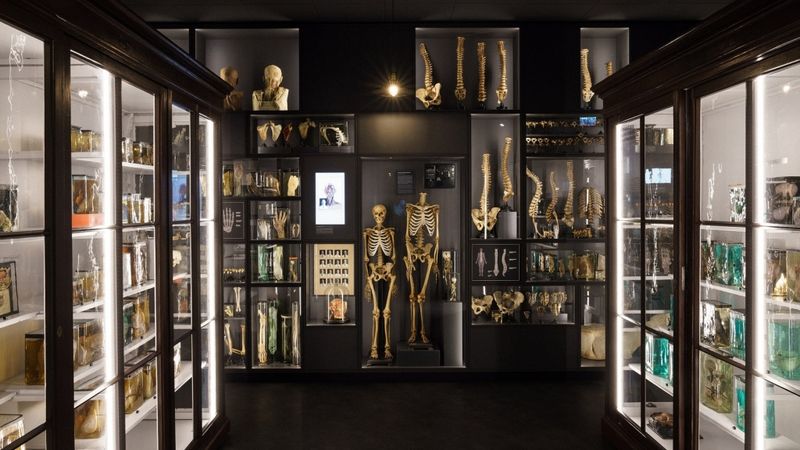 Par 2,7 miljoniem eiro RSU izveidojusi Anatomijas muzeju