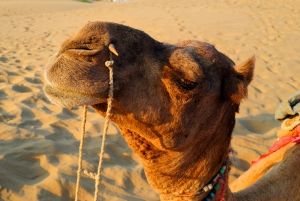 Mali sūtīs Francijai jaunu kamieli apēstā vietā