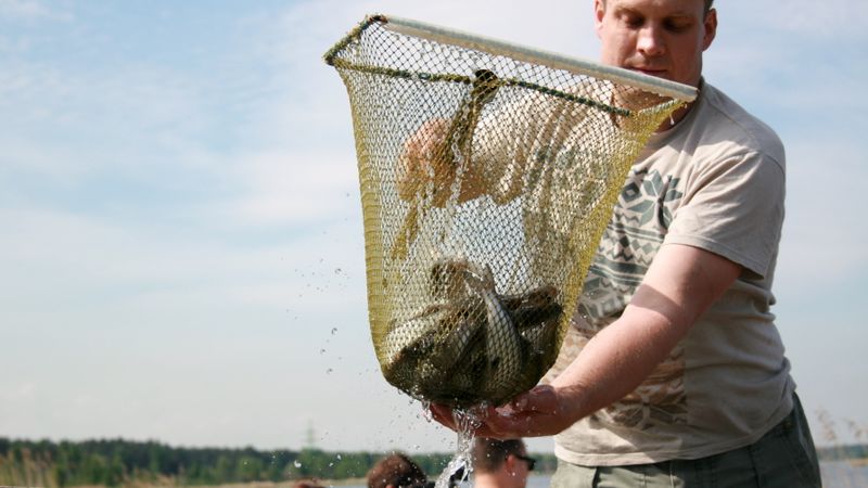 Buļļupē papildina zivju resursu krājumus