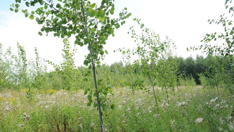 Hibrīdapse – stute pensijai, iespēja rūpniekam