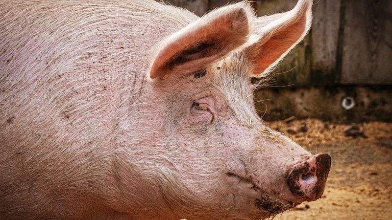 Grilēšanas sezona var sadārdzināties