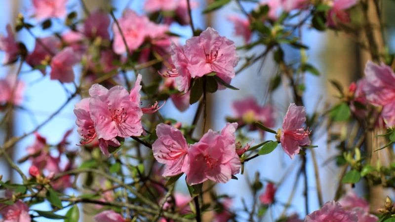 Babītē izplaukuši agri ziedošie rododendri