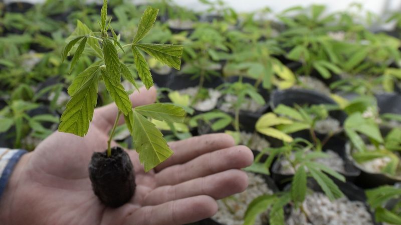 Investori cenšas ielēkt «zālītes» vilcienā