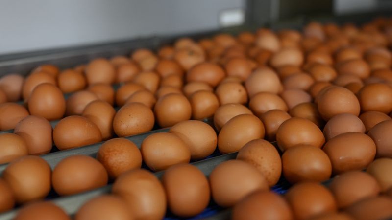 Pieprasījums pēc kūtīs dētām olām Latvijā varētu dubultoties