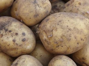 Dārzeņu audzētāji pesimistiski par iespēju šogad novākt un realizēt izaudzēto produkciju