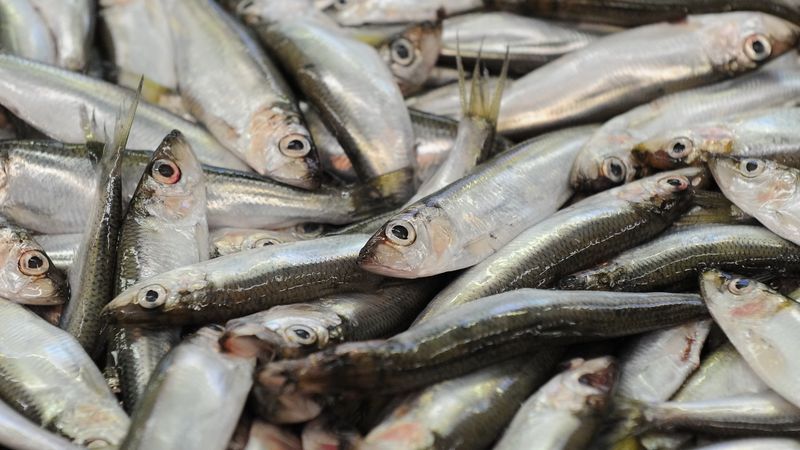 Papildināta - Krievija Latvijas šprotēs atkal atradusi benzopirēnu; pārbaudes veiks arī Latvijas PVD