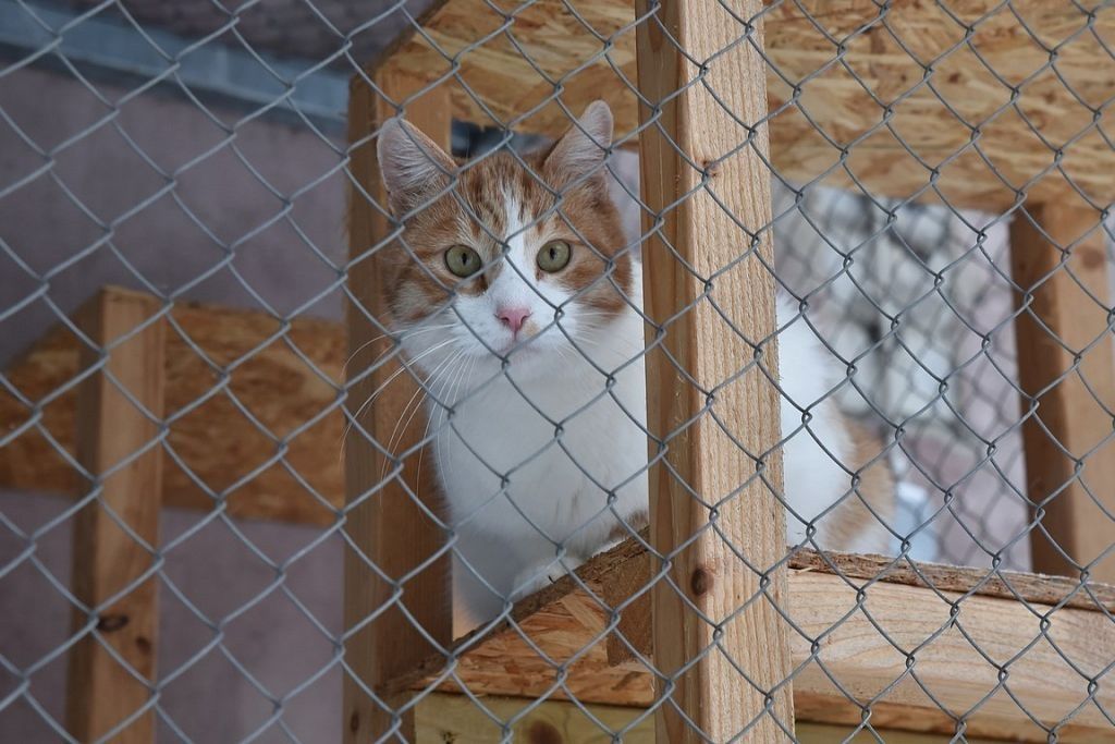 Foto: Ritvars Skuja, Dienas Bizness