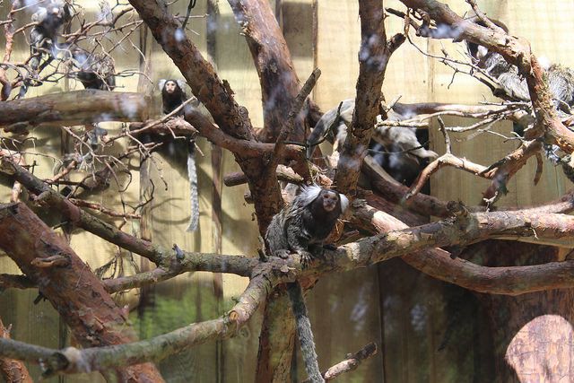 Foto: Rīgas zoo atklāta kalitriksu vasaras mītne
