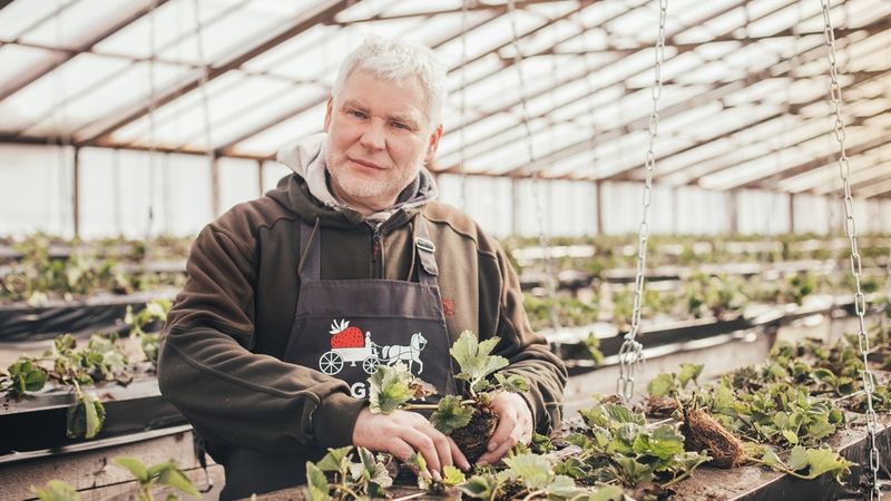 Zemeņu sezonu plāno sākt maija vidū
