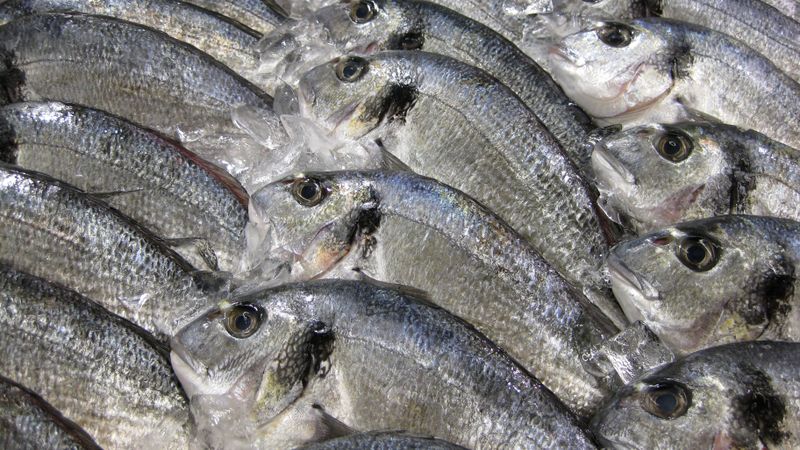 Izskata iespēju pastiprināti pārbaudīt zivju produktus