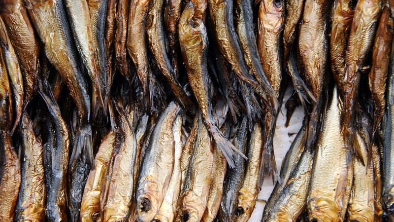 Rīgas jūras līča austrumu piekrastē pilnībā apgūts reņģu nozvejas limits