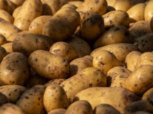 Dārzeņu audzētājiem lielas problēmas sagādā produkcijas realizācija