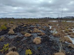 Rīgas meži uzsāk degradēto kūdras purvu atjaunošanas projektu