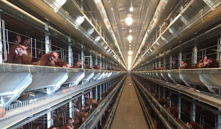 Alūksnes putnu fermas jaunajā ražotnē investēti vairāk nekā 6 miljoni eiro
