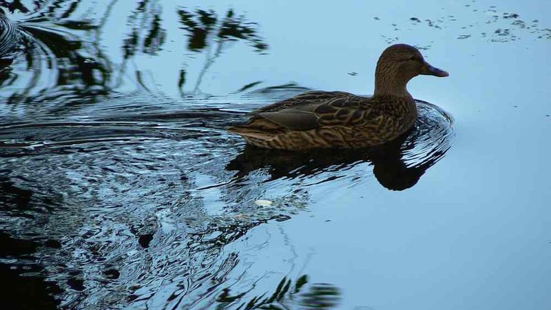 Ūdensputnus medī alkohola reibumā