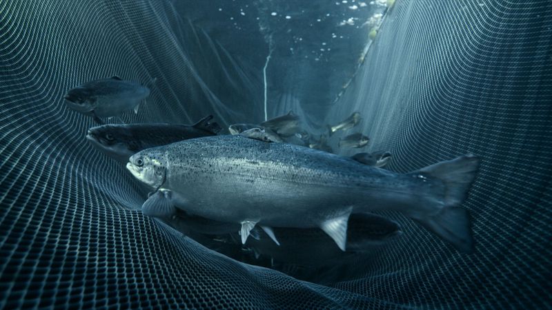 Norvēģijas zivju gigants piedāvā 60 eiro atlīdzību par katru atrasto lasi