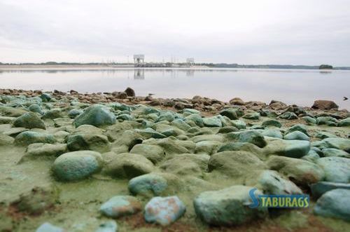Daugavas krastā izskalotas zilaļģes
